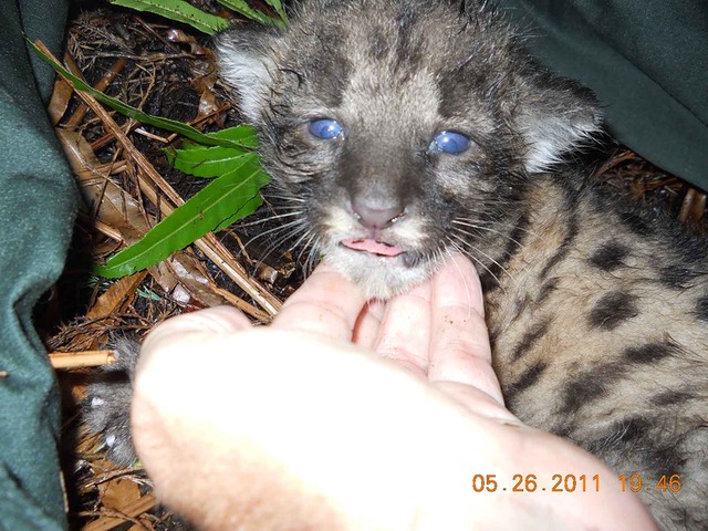 FP188-kittens 5-26-11 FWC-004-w