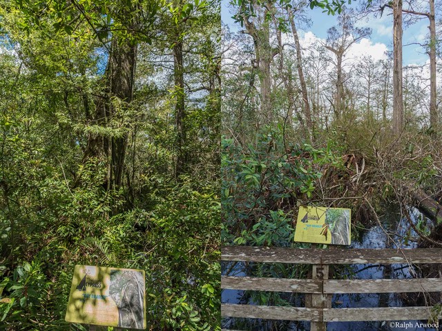 Irma-Before-After-37e