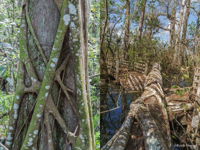 Irma-Before-After-56e